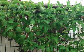Fruits De La Passion